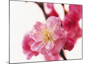 Selective Focus on Cherry Blossom-null-Mounted Photographic Print