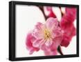 Essential Black