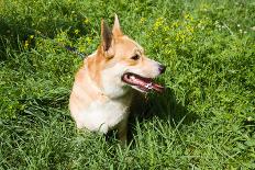 A Welsh Corgi Pembroke Dog in the Grass-SelenaRus-Stretched Canvas