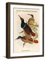Seleucides Nigricans - Twelve-Wired Bird of Paradise-John Gould-Framed Art Print