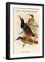 Seleucides Nigricans - Twelve-Wired Bird of Paradise-John Gould-Framed Art Print
