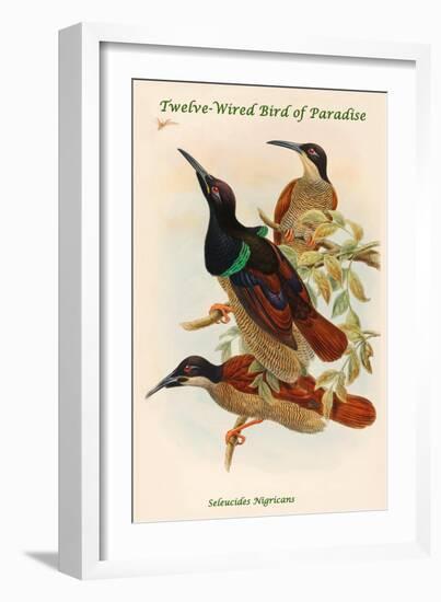 Seleucides Nigricans - Twelve-Wired Bird of Paradise-John Gould-Framed Art Print