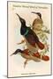 Seleucides Nigricans - Twelve-Wired Bird of Paradise-John Gould-Mounted Premium Giclee Print