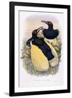 Seleucides Nigricans-William Hart-Framed Giclee Print