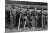 Self-Help Sawmill Workers-Dorothea Lange-Mounted Premium Giclee Print