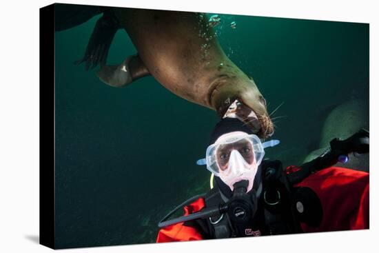 Self Portrait of Photographer with a Steller Sea Lion About to Bite His Head-Paul Souders-Stretched Canvas