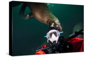 Self Portrait of Photographer with a Steller Sea Lion About to Bite His Head-Paul Souders-Stretched Canvas