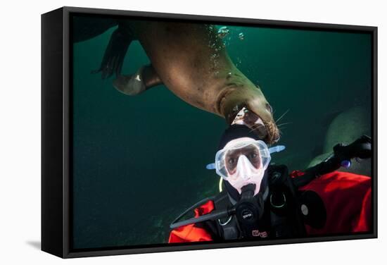 Self Portrait of Photographer with a Steller Sea Lion About to Bite His Head-Paul Souders-Framed Stretched Canvas