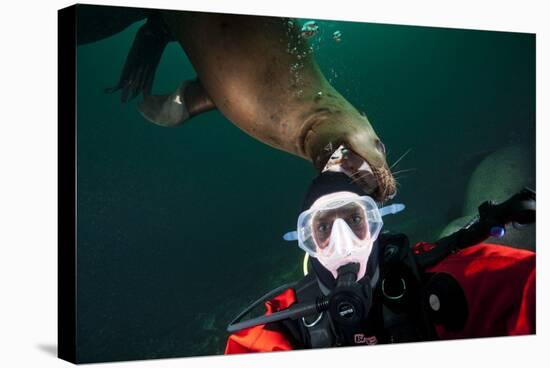 Self Portrait of Photographer with a Steller Sea Lion About to Bite His Head-Paul Souders-Stretched Canvas