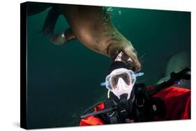 Self Portrait of Photographer with a Steller Sea Lion About to Bite His Head-Paul Souders-Stretched Canvas