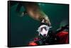 Self Portrait of Photographer with a Steller Sea Lion About to Bite His Head-Paul Souders-Framed Stretched Canvas