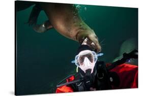 Self Portrait of Photographer with a Steller Sea Lion About to Bite His Head-Paul Souders-Stretched Canvas