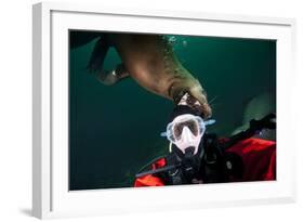 Self Portrait of Photographer with a Steller Sea Lion About to Bite His Head-Paul Souders-Framed Photographic Print