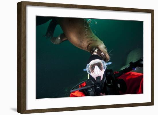 Self Portrait of Photographer with a Steller Sea Lion About to Bite His Head-Paul Souders-Framed Photographic Print