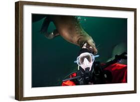 Self Portrait of Photographer with a Steller Sea Lion About to Bite His Head-Paul Souders-Framed Photographic Print