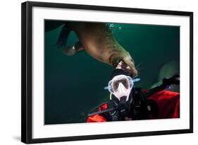 Self Portrait of Photographer with a Steller Sea Lion About to Bite His Head-Paul Souders-Framed Photographic Print