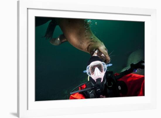 Self Portrait of Photographer with a Steller Sea Lion About to Bite His Head-Paul Souders-Framed Photographic Print