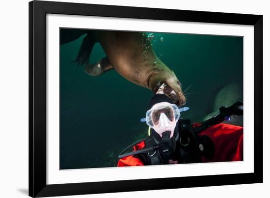 Self Portrait of Photographer with a Steller Sea Lion About to Bite His Head-Paul Souders-Framed Photographic Print