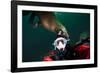 Self Portrait of Photographer with a Steller Sea Lion About to Bite His Head-Paul Souders-Framed Photographic Print