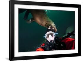 Self Portrait of Photographer with a Steller Sea Lion About to Bite His Head-Paul Souders-Framed Photographic Print