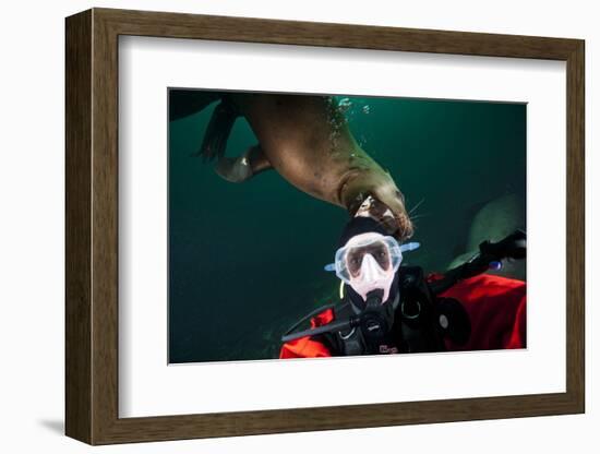 Self Portrait of Photographer with a Steller Sea Lion About to Bite His Head-Paul Souders-Framed Photographic Print