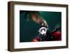 Self Portrait of Photographer with a Steller Sea Lion About to Bite His Head-Paul Souders-Framed Photographic Print