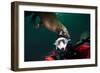 Self Portrait of Photographer with a Steller Sea Lion About to Bite His Head-Paul Souders-Framed Photographic Print