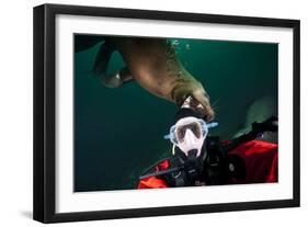 Self Portrait of Photographer with a Steller Sea Lion About to Bite His Head-Paul Souders-Framed Photographic Print