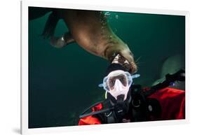 Self Portrait of Photographer with a Steller Sea Lion About to Bite His Head-Paul Souders-Framed Photographic Print