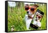 Selfie Dog in Meadow-Javier Brosch-Framed Stretched Canvas