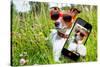 Selfie Dog in Meadow-Javier Brosch-Stretched Canvas