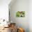 Selfie Dog in Meadow-Javier Brosch-Photographic Print displayed on a wall