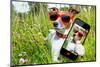 Selfie Dog in Meadow-Javier Brosch-Mounted Photographic Print