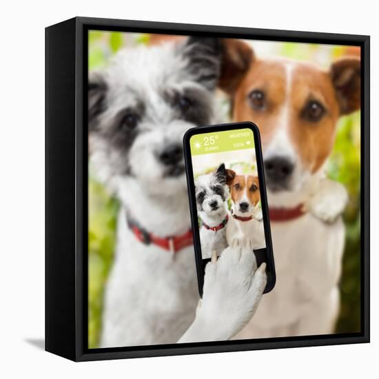 Selfie Dogs-Javier Brosch-Framed Stretched Canvas