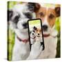 Selfie Dogs-Javier Brosch-Stretched Canvas