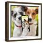 Selfie Dogs-Javier Brosch-Framed Photographic Print