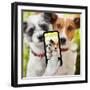 Selfie Dogs-Javier Brosch-Framed Photographic Print