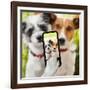 Selfie Dogs-Javier Brosch-Framed Photographic Print