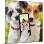 Selfie Dogs-Javier Brosch-Mounted Photographic Print