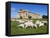 Selinus Greek Temple with Flock of Sheep, Selinunte, Sicily, Italy, Europe-Stuart Black-Framed Stretched Canvas