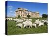 Selinus Greek Temple with Flock of Sheep, Selinunte, Sicily, Italy, Europe-Stuart Black-Stretched Canvas