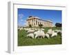 Selinus Greek Temple with Flock of Sheep, Selinunte, Sicily, Italy, Europe-Stuart Black-Framed Photographic Print