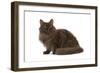 Selkirk Chocolate in Studio-null-Framed Photographic Print