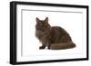 Selkirk Chocolate in Studio-null-Framed Photographic Print