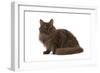 Selkirk Chocolate in Studio-null-Framed Photographic Print