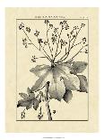 Vintage Botanical Study II-Sellier-Art Print