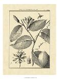 Vintage Botanical Study II-Sellier-Art Print