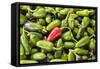 Selling peppers at the market, Kathmandu, Nepal-Keren Su-Framed Stretched Canvas