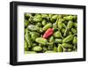 Selling peppers at the market, Kathmandu, Nepal-Keren Su-Framed Photographic Print