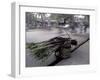 Selling Sugar Cane, Vietnam-Keren Su-Framed Photographic Print